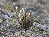 Vacation Alaska and Northwest  Arctic White Heather